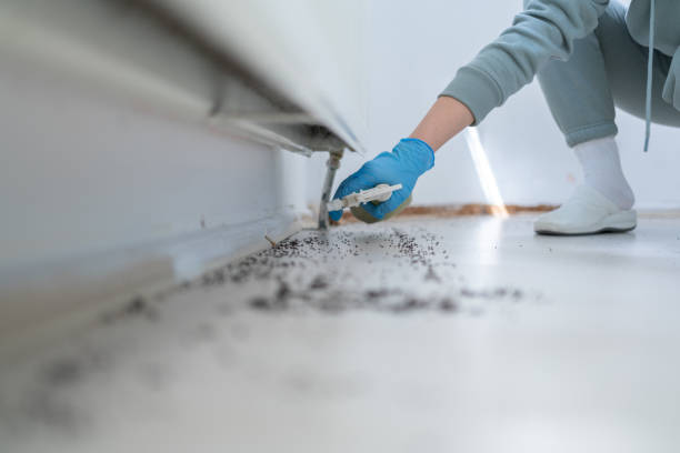 Best Local Pest Control Services  in Ellicott City, MD